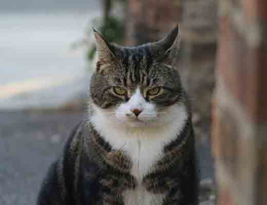 Looking After Our Countryside Cats: Indoor and Outdoor Care