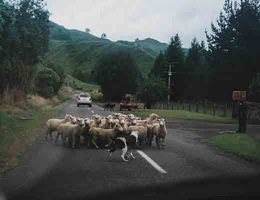 Working Sheep Dogs: Featuring Shepherdess Emma Gray