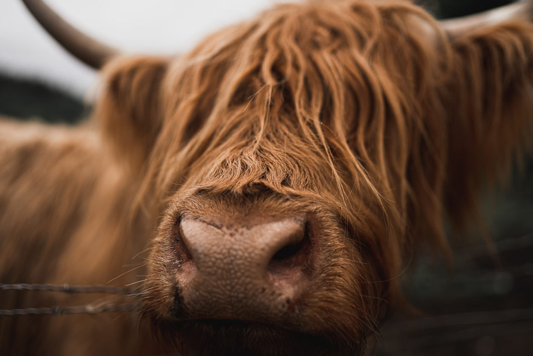 Highland Cow