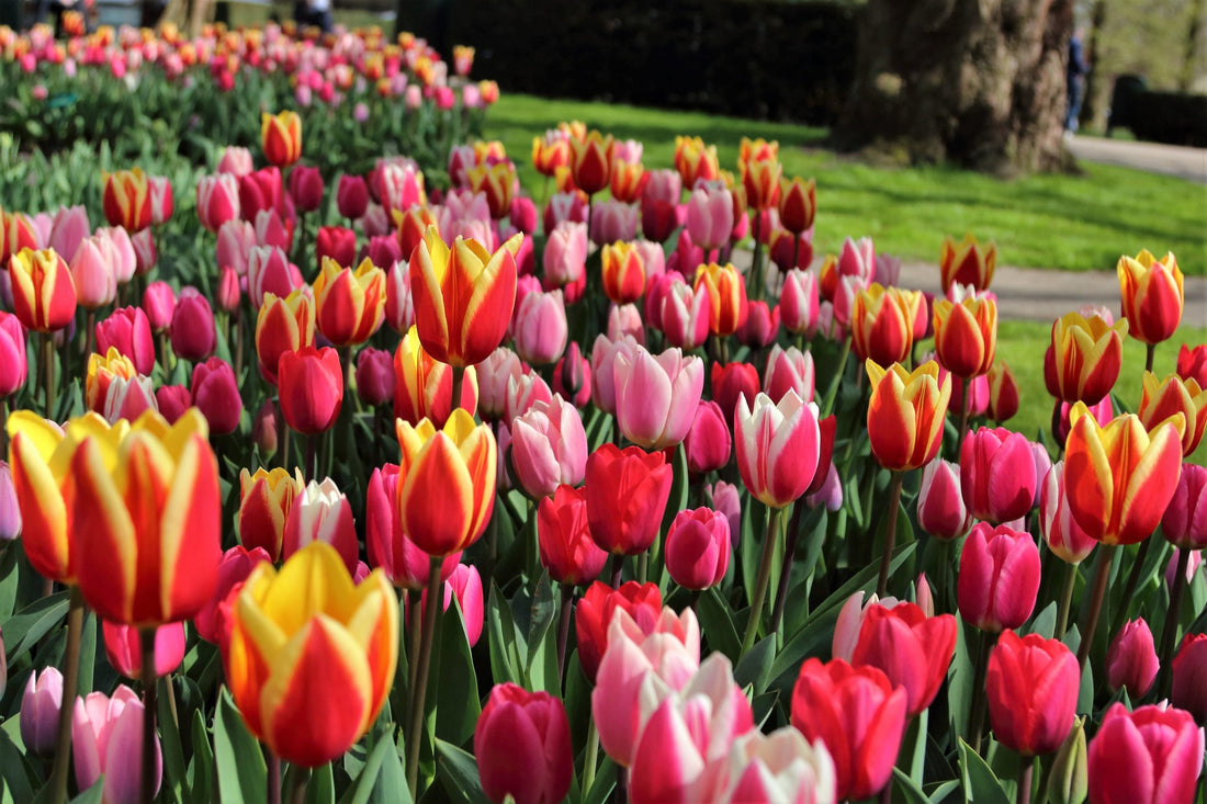 Rows of Tulips