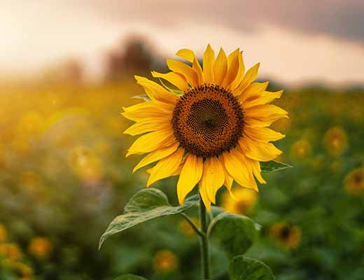 Humes Outfitters Guide to Growing Sunflowers