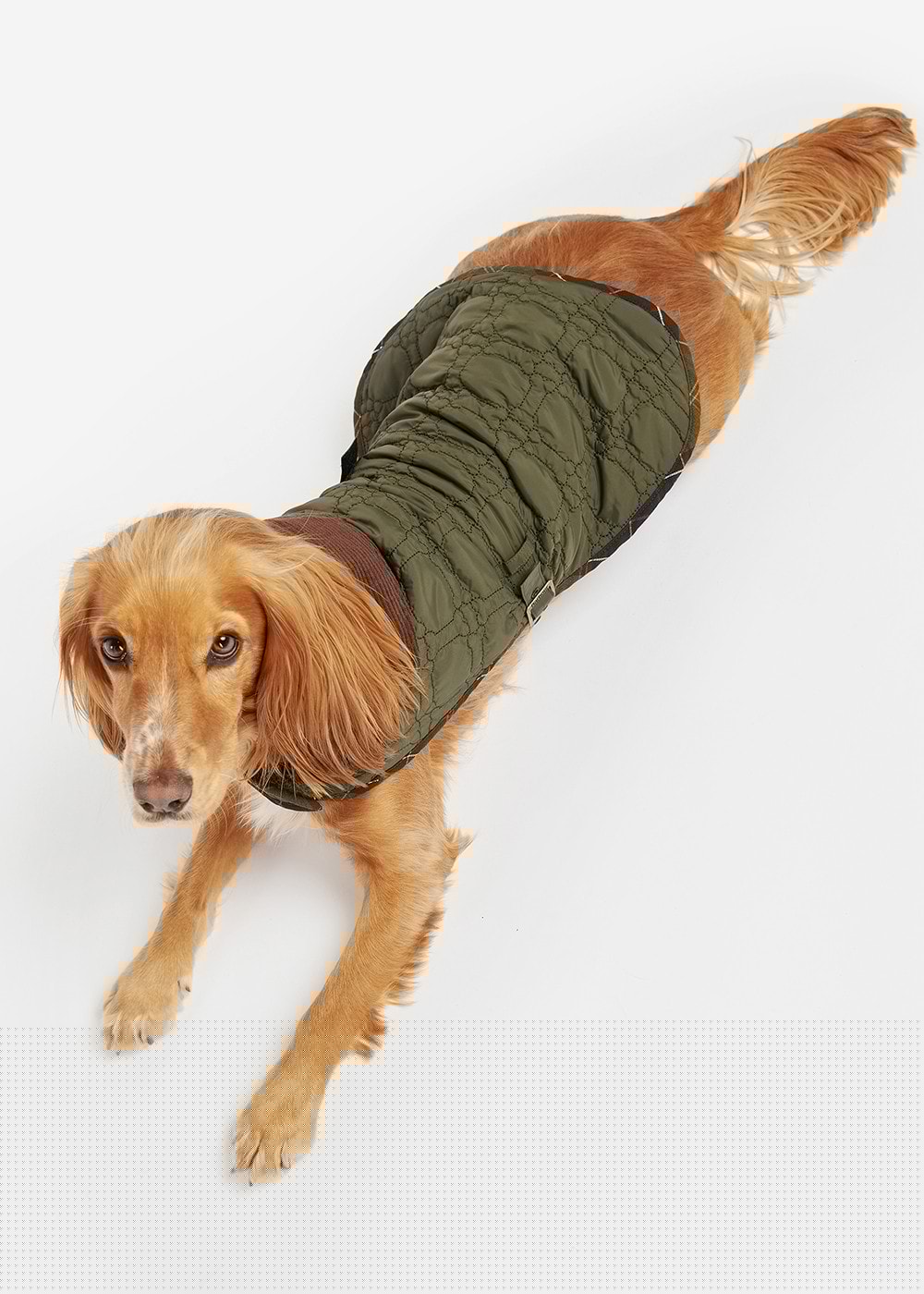 Bone Quilted Dog Coat - Dark Olive - 6
