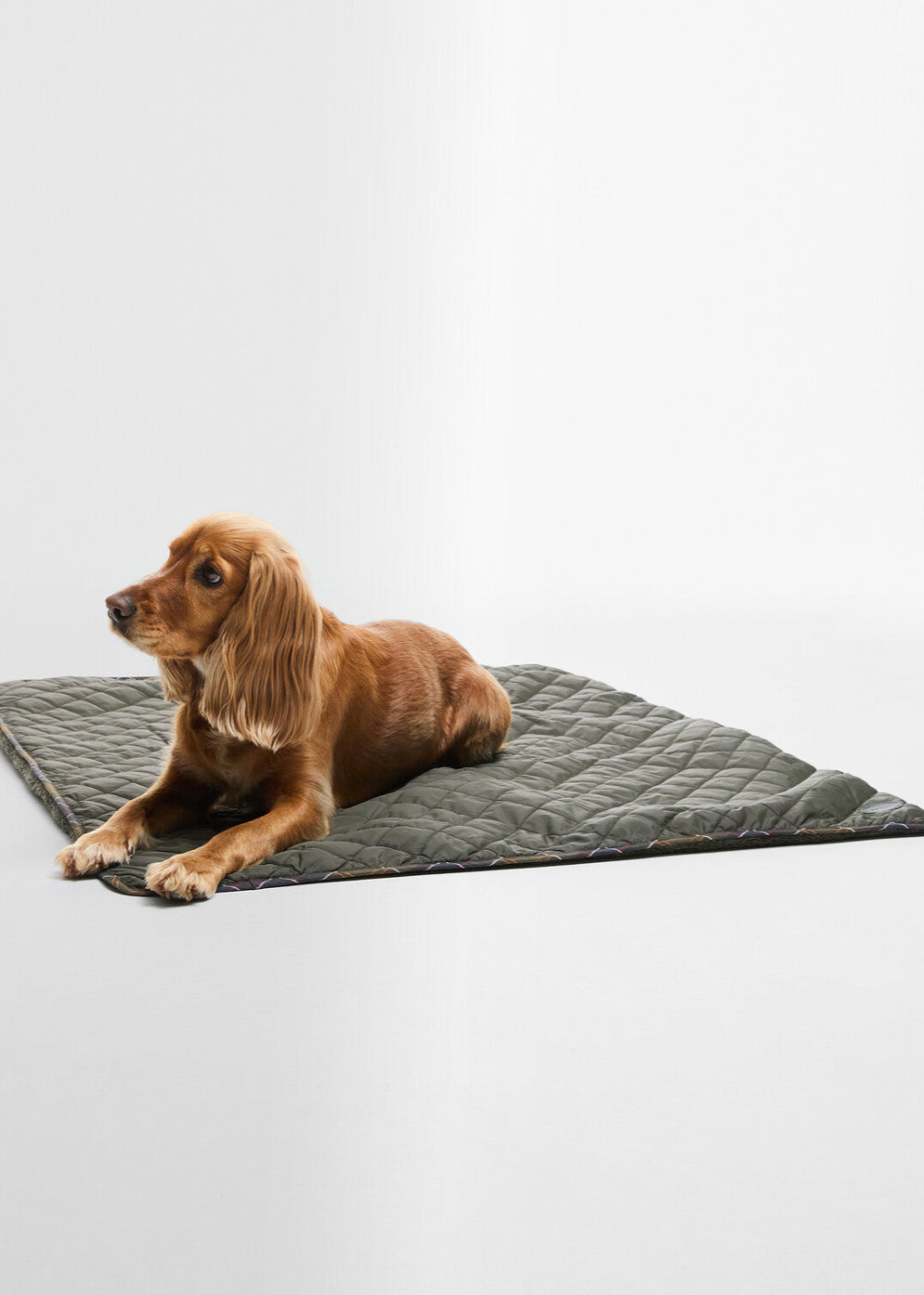 Dog Quilt and Fleece Blanket