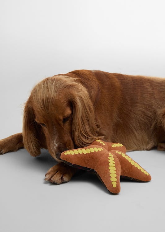 Starfish Dog Toy