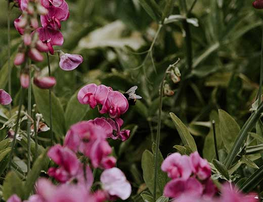 Sowing and Growing Sweet Peas