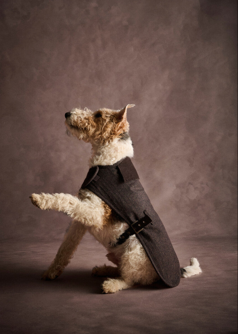 Barlow Tweed Dog Coat