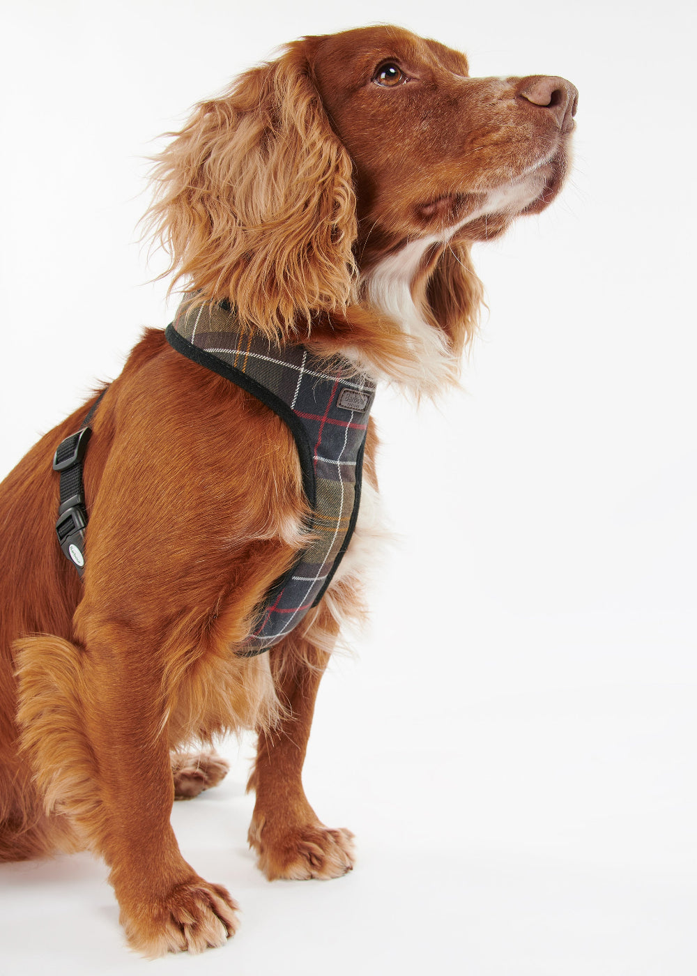Tartan Dog Harness