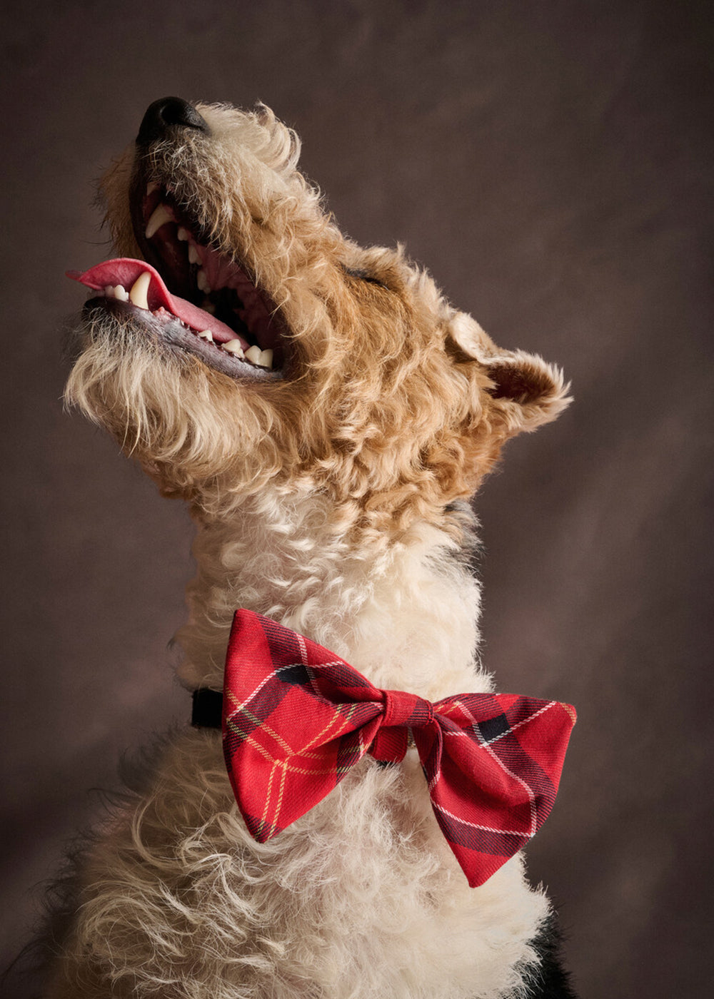 Tartan Dog Bow Tie