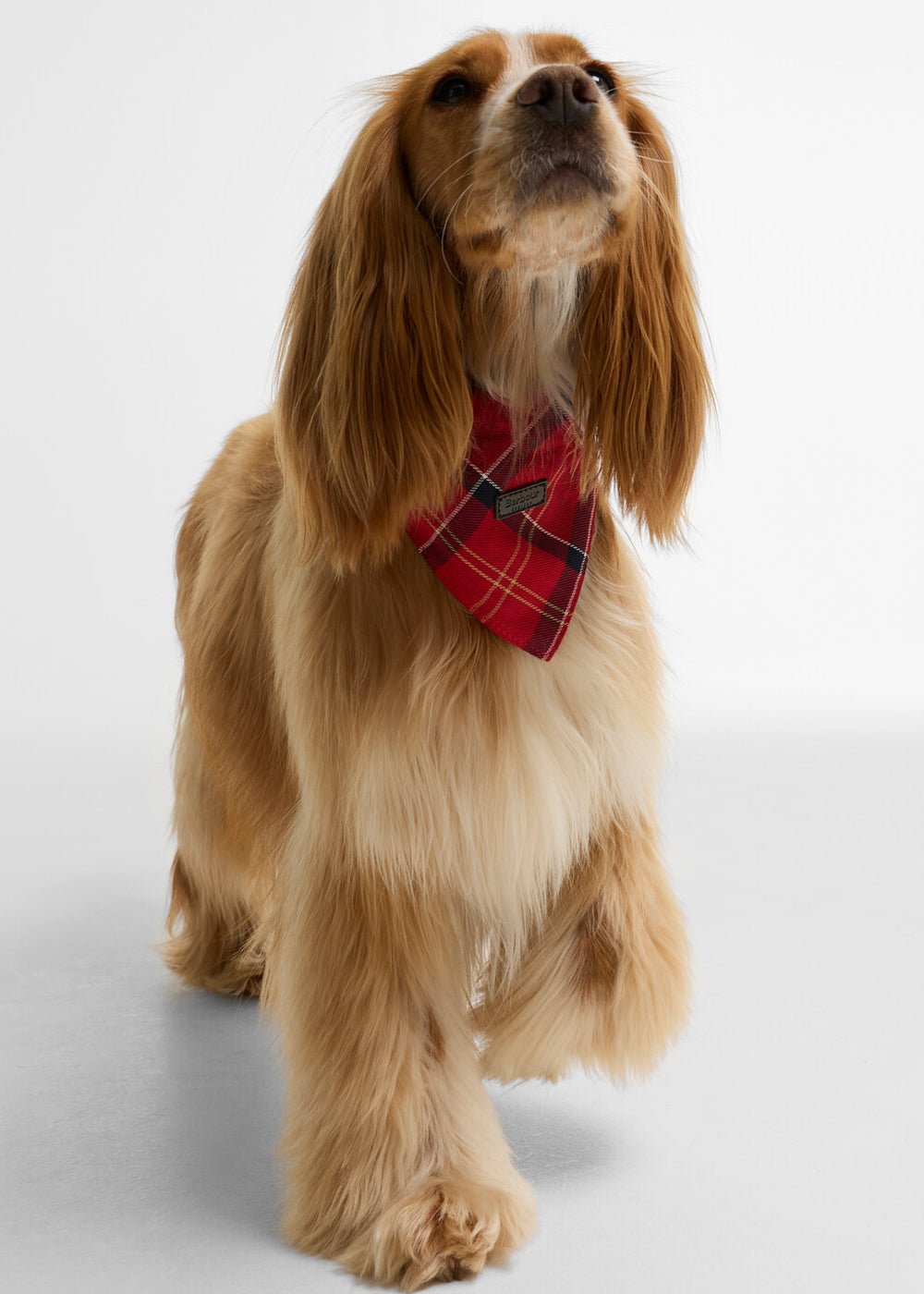 Tartan Dog Bandana