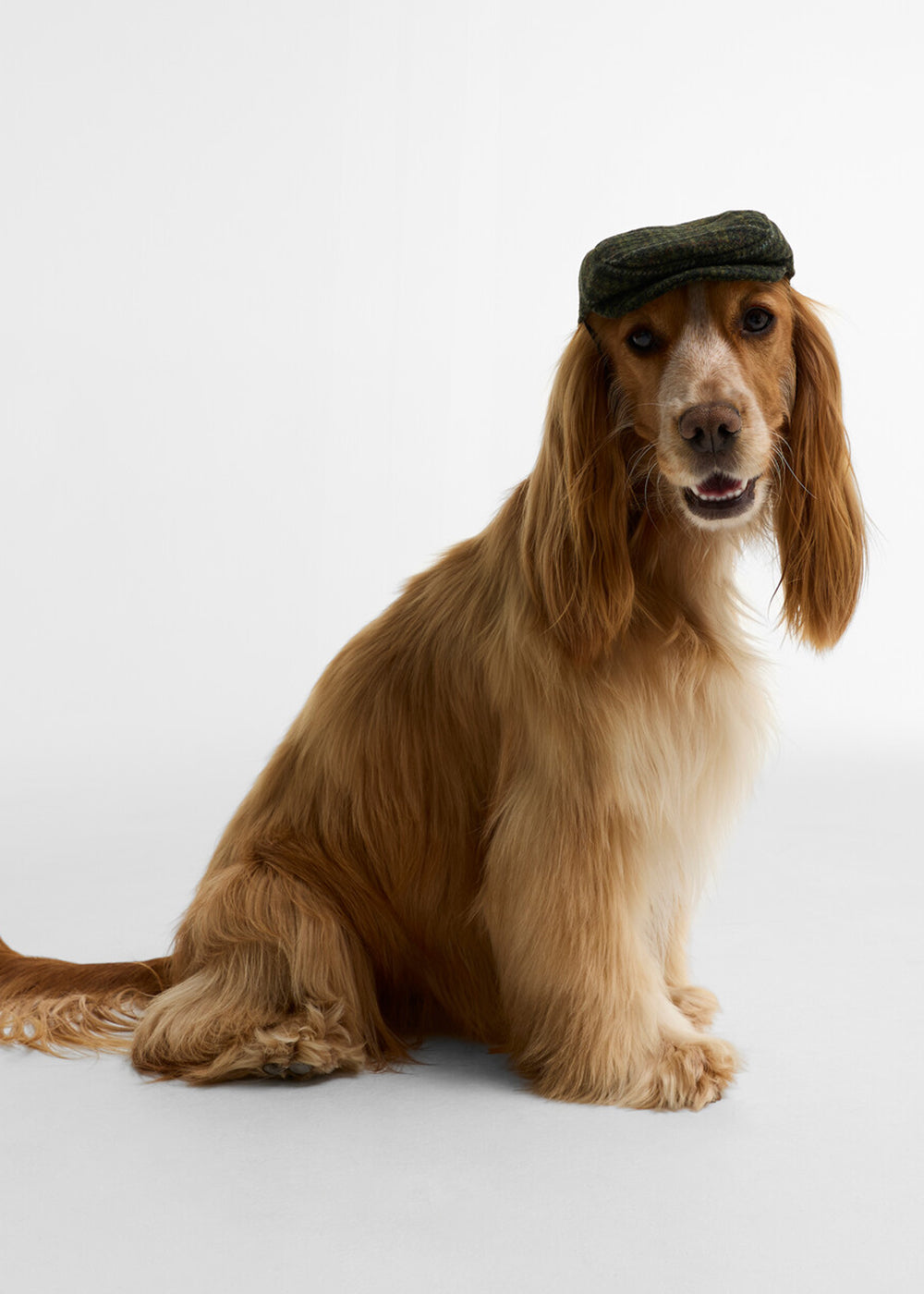 Wilkin Dog Flat Cap