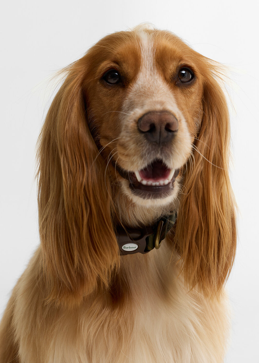 Tartan Printed Dog Collar