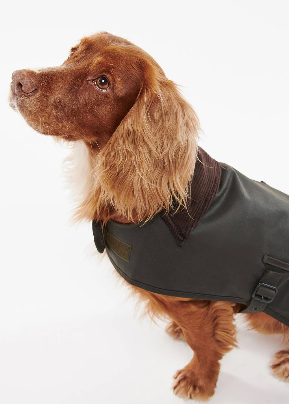 Wax Dog Coat