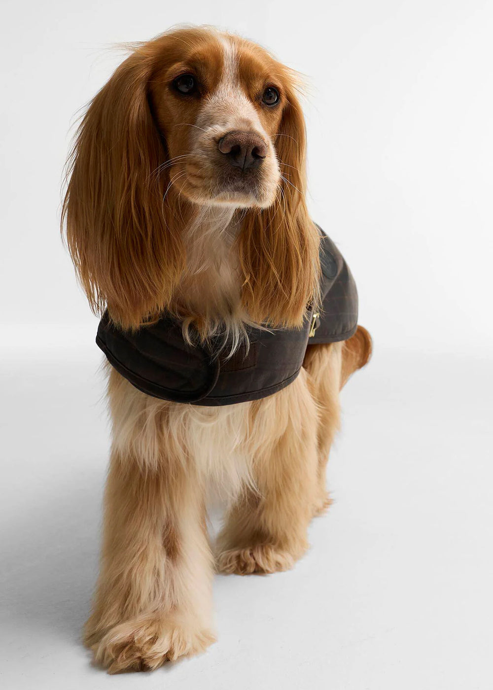 Tartan Wax Dog Coat