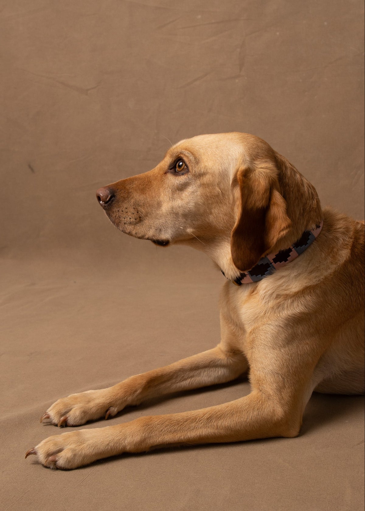 Branxholme Dog Collar