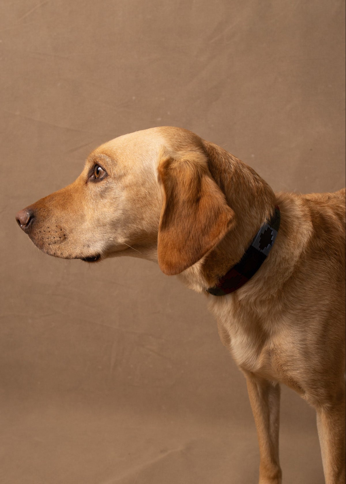 Branxholme Dog Collar